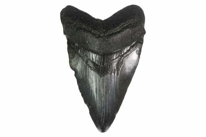 Fossil Megalodon Tooth - Georgia #144364